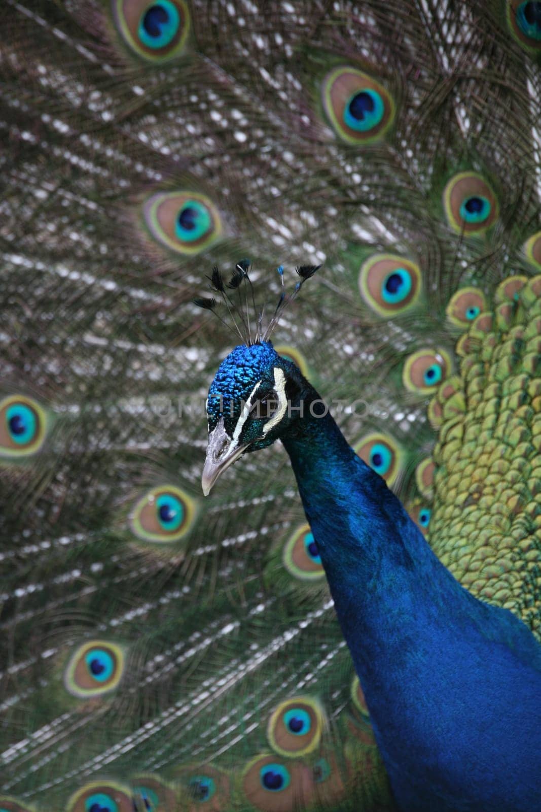 Blue peacock