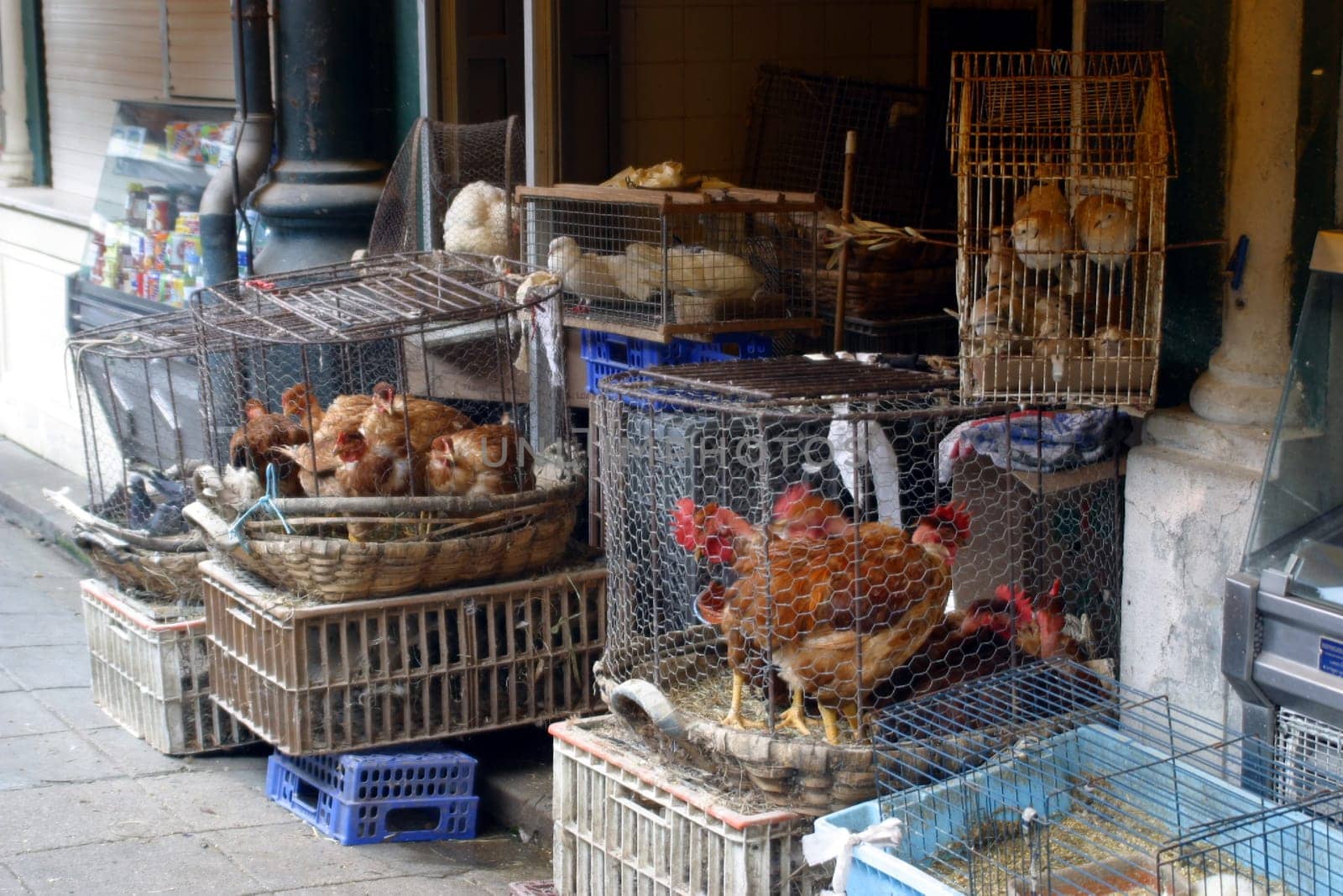Poultry market in Porto