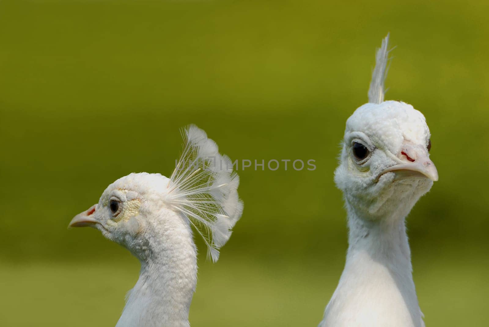 Already 4 thousand years ago,the first peacocks were brought to the Mediterranean. They are thus the first ornamental birds. Since the peacock is loyal to its location,we like to keep it free in parks. Forms that arose in domestication are the black