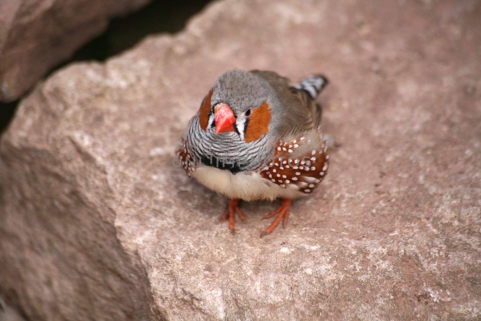 Taeniopygia guttata