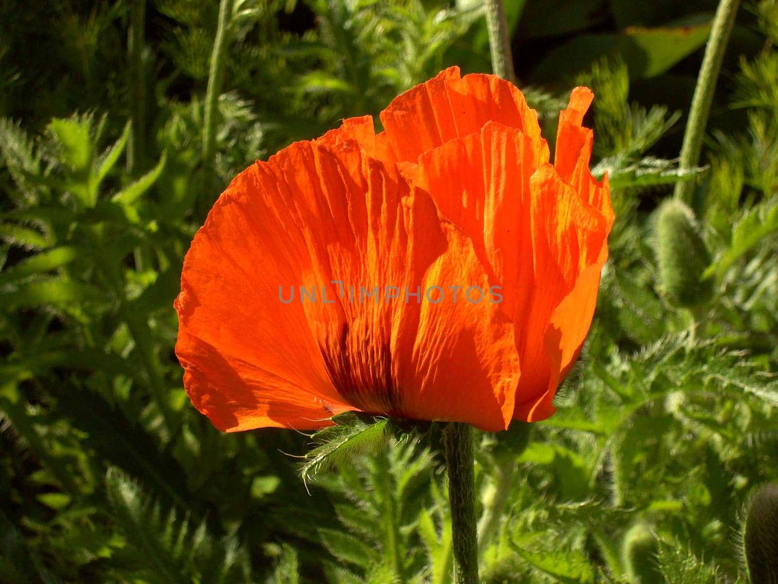 Turkish Poppy 02