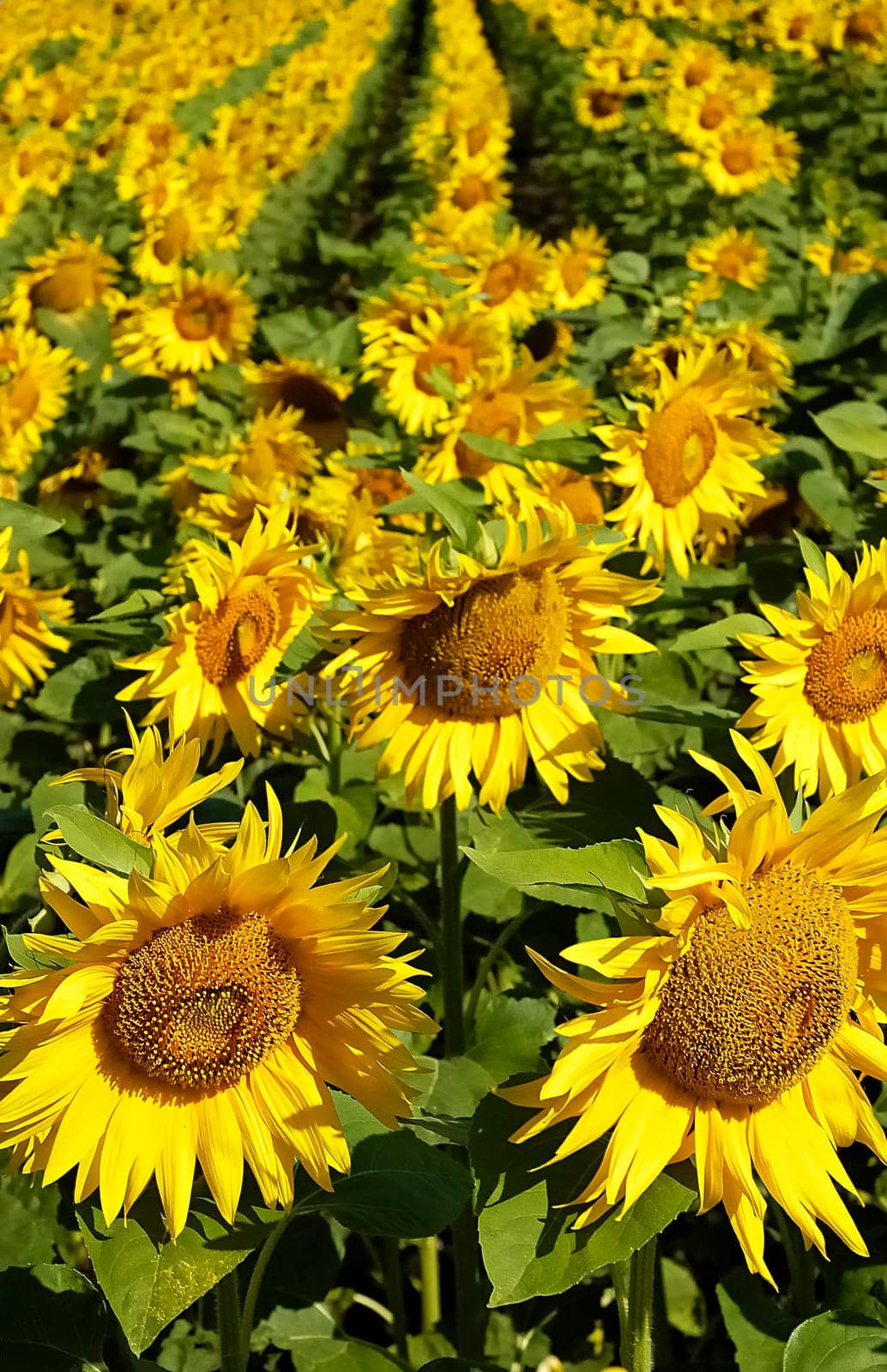 Sunflower field