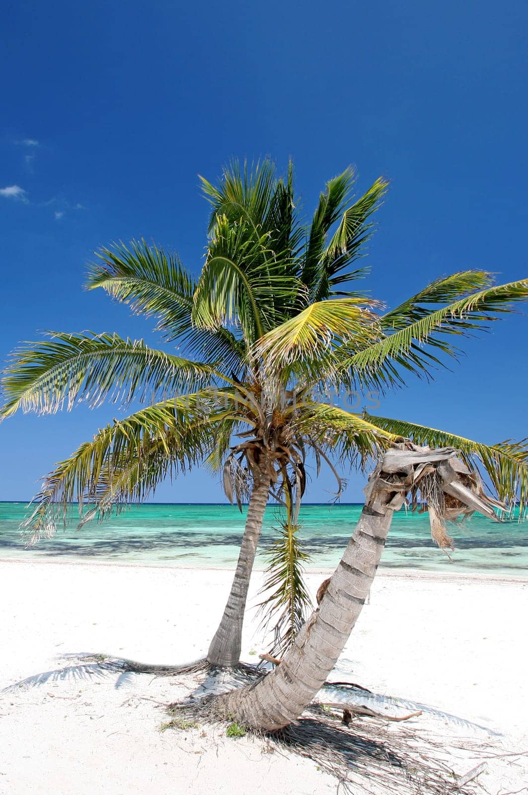 Palm tree