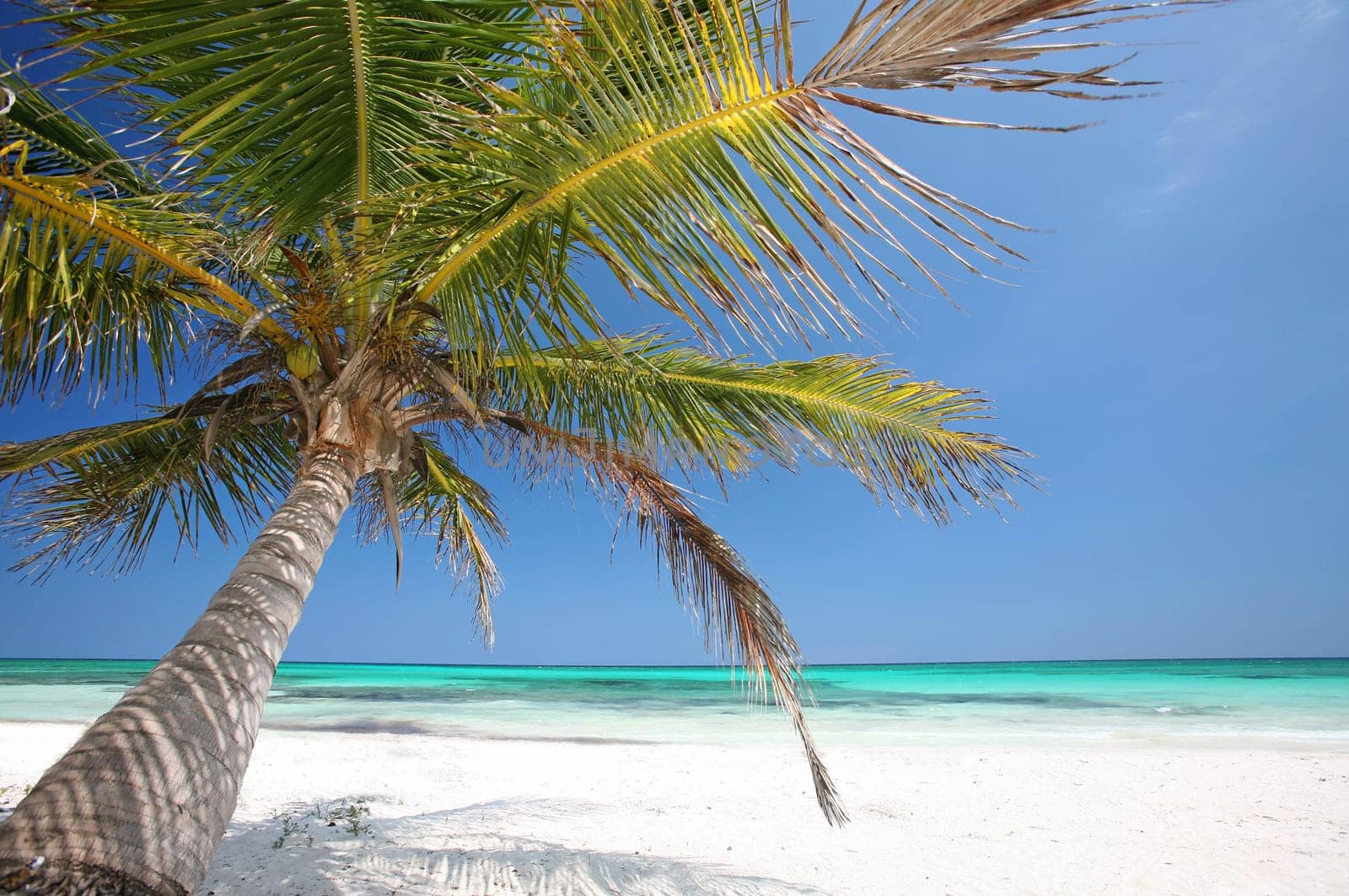 Caribbean palm tree