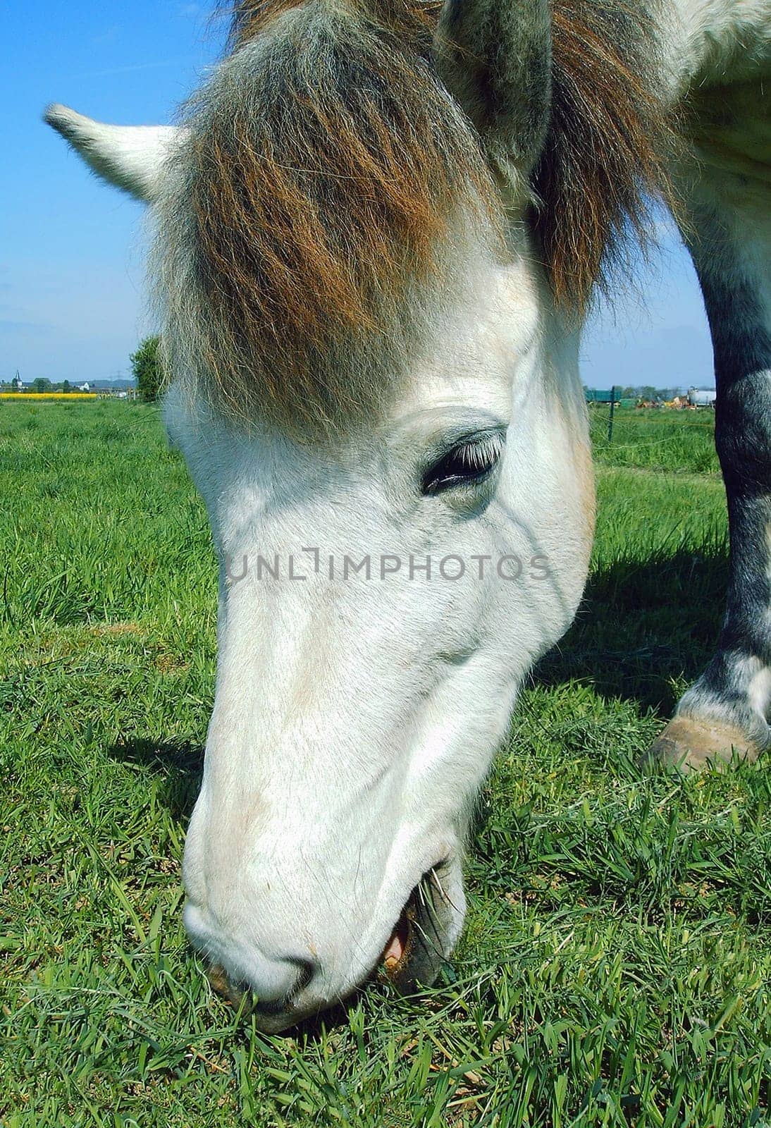 Grazing horse