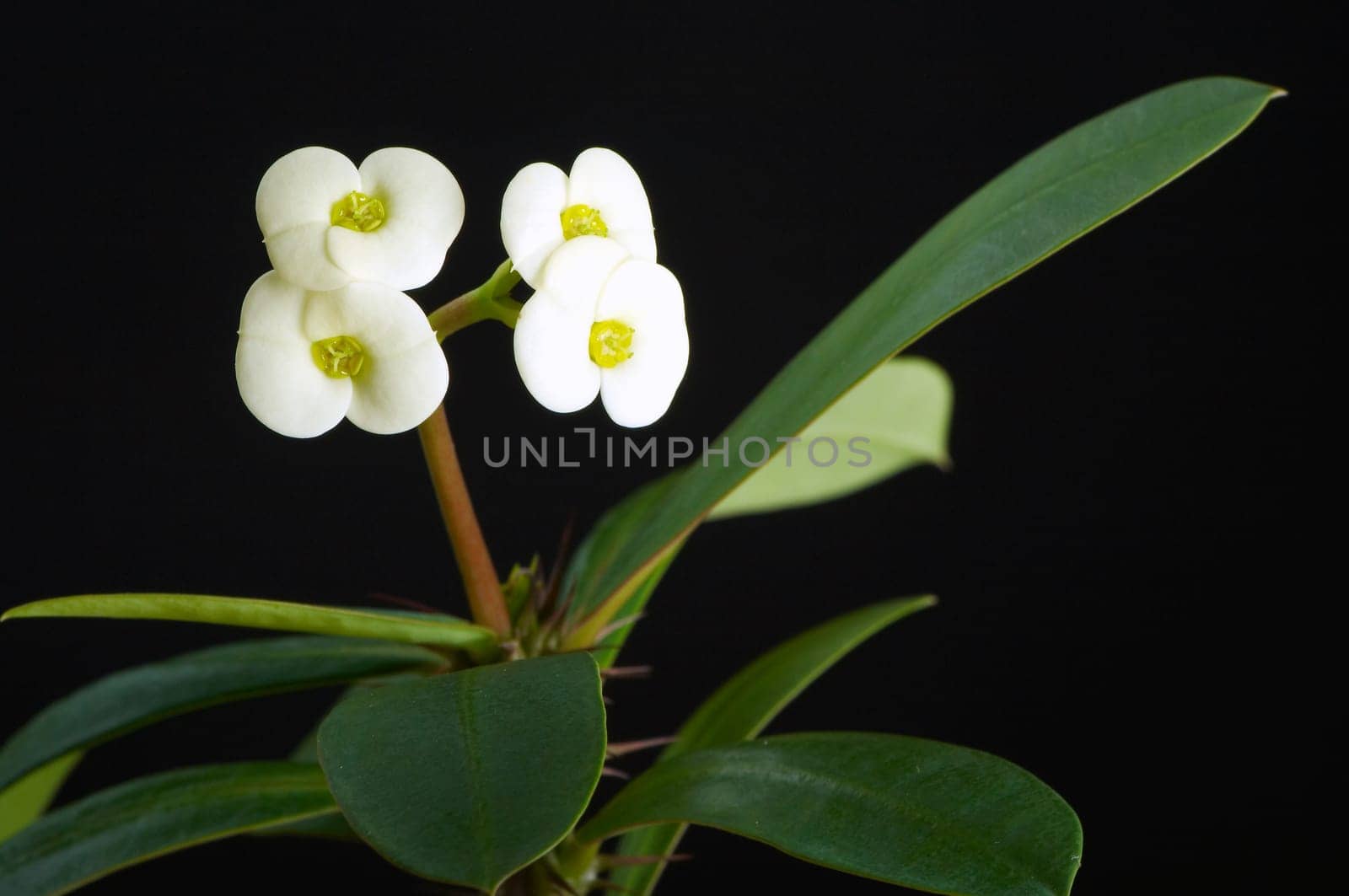 Christmas thorn blossom