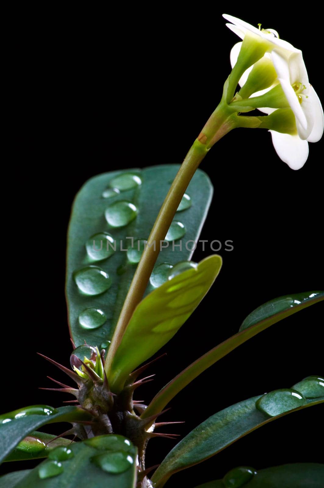 Christmas thorn blossom with drops of water