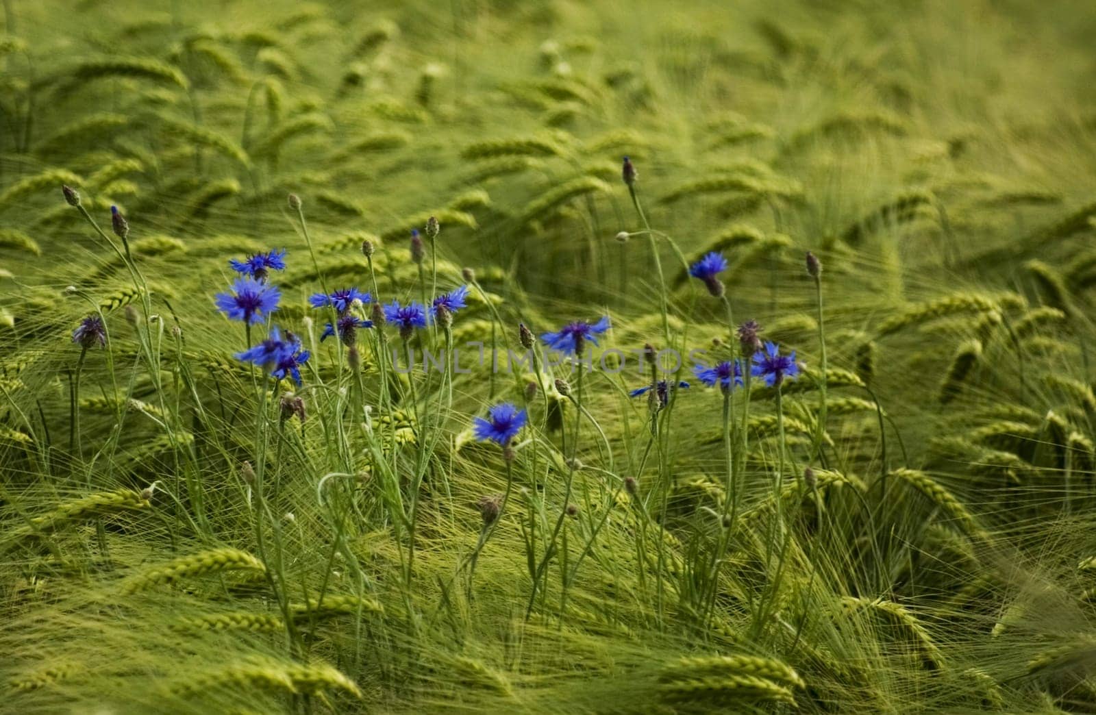 Grain and flowers
