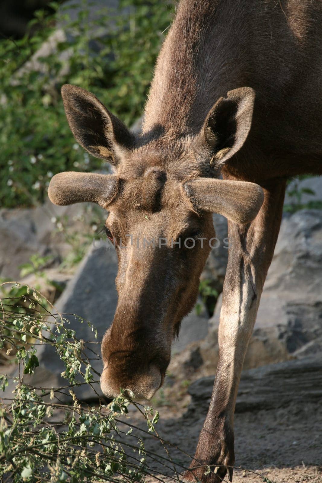Elk
