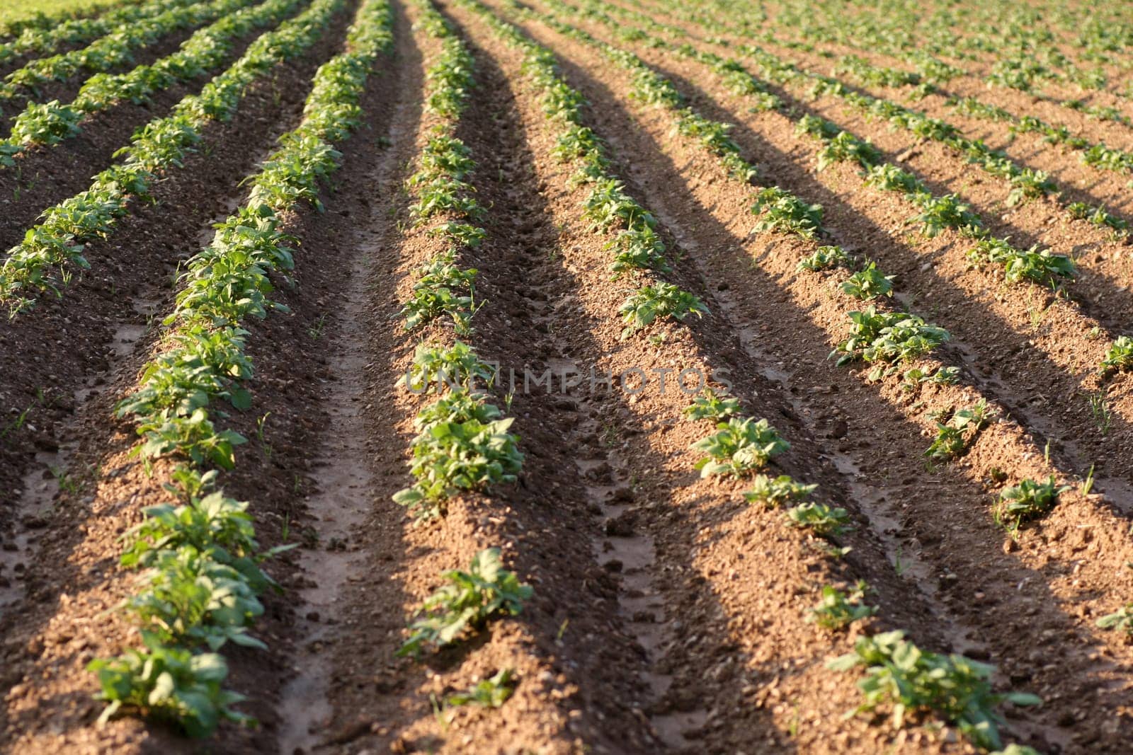 Potato field