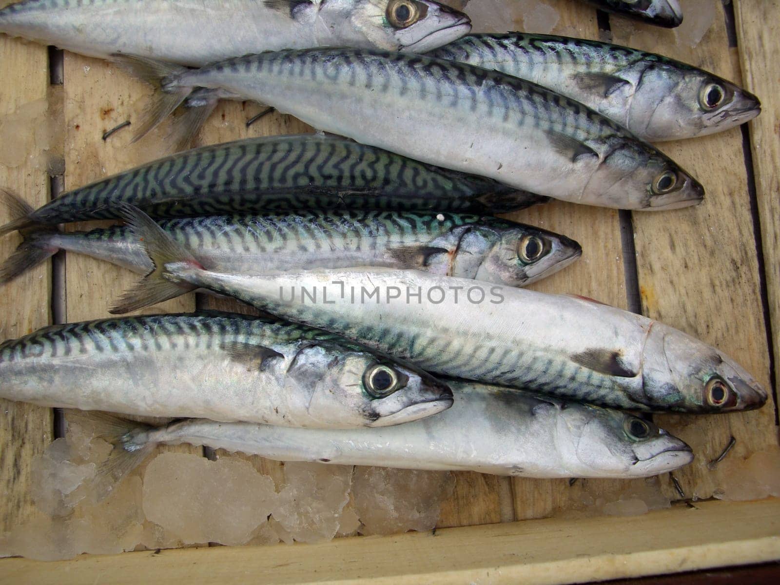 Edible fish