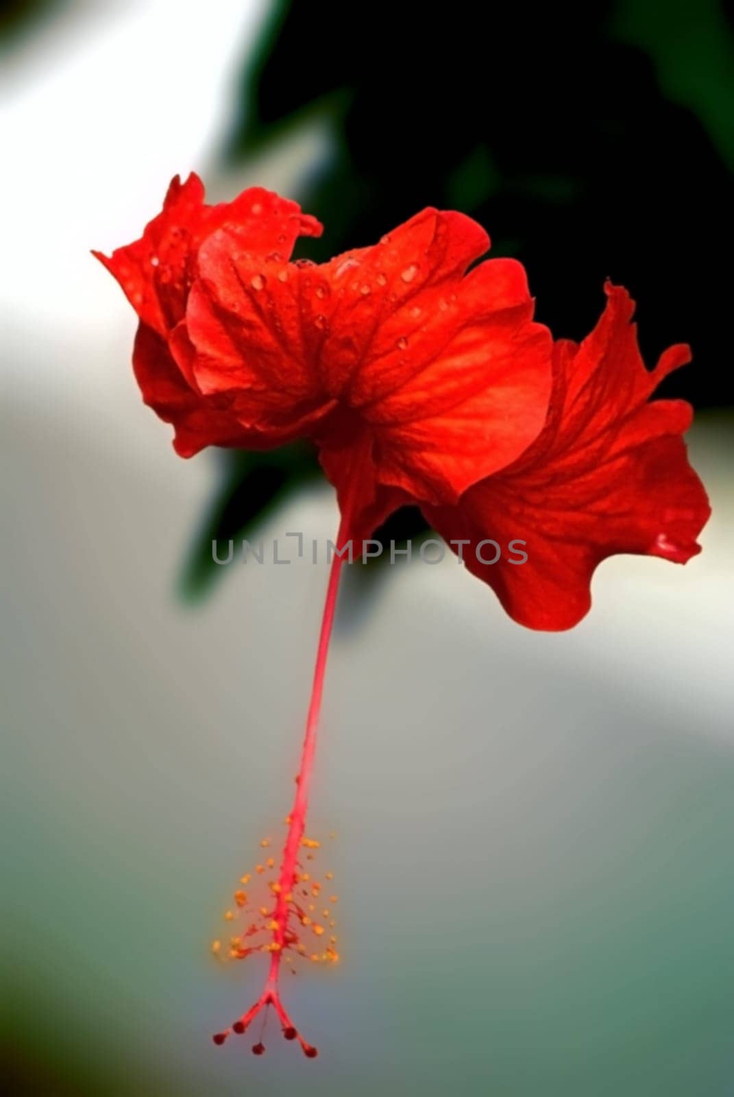 ... this is an Arfican hibiscus.... a recording from last year in Africa.... Soon I will be there again.... in June,oh I'm looking forward to it... this hibiscus a harbinger...