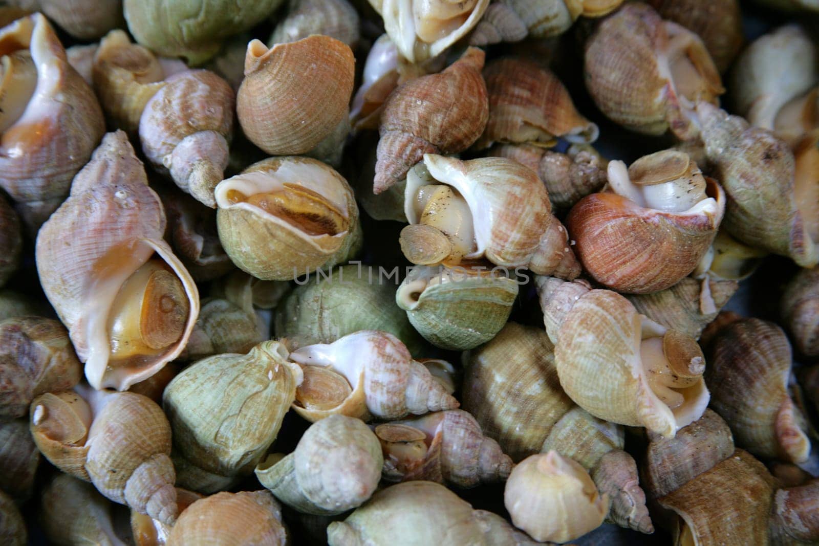mussels