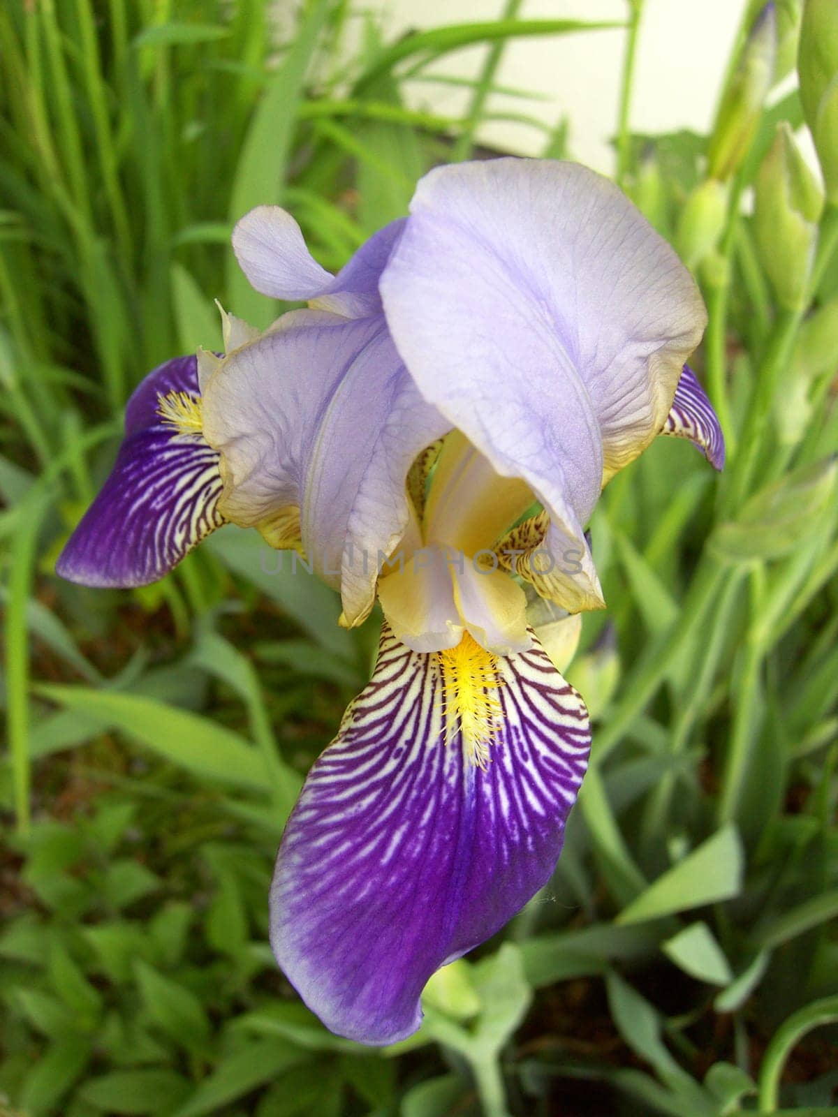 Iris 05
