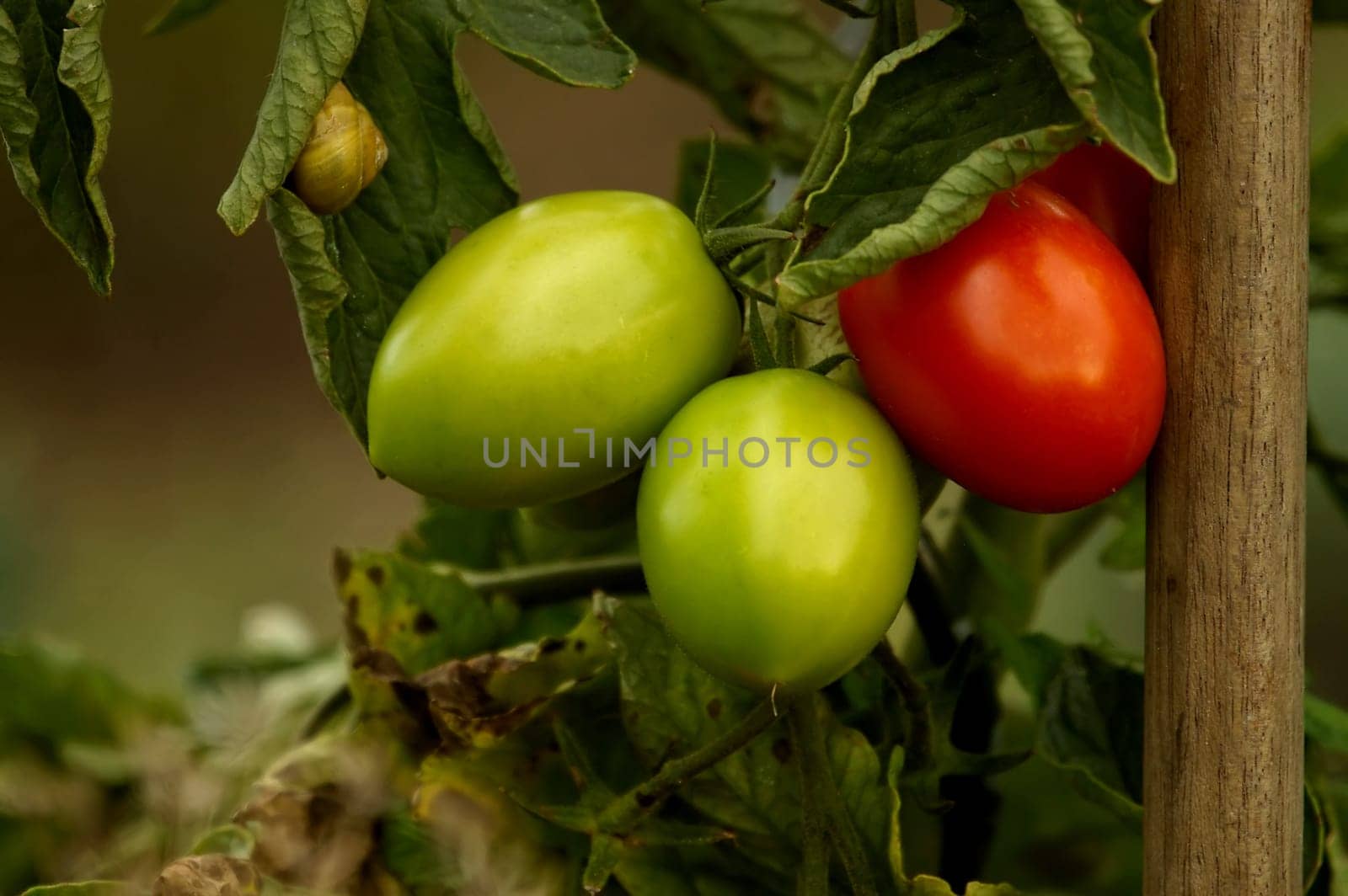 Outdoor tomatoes
