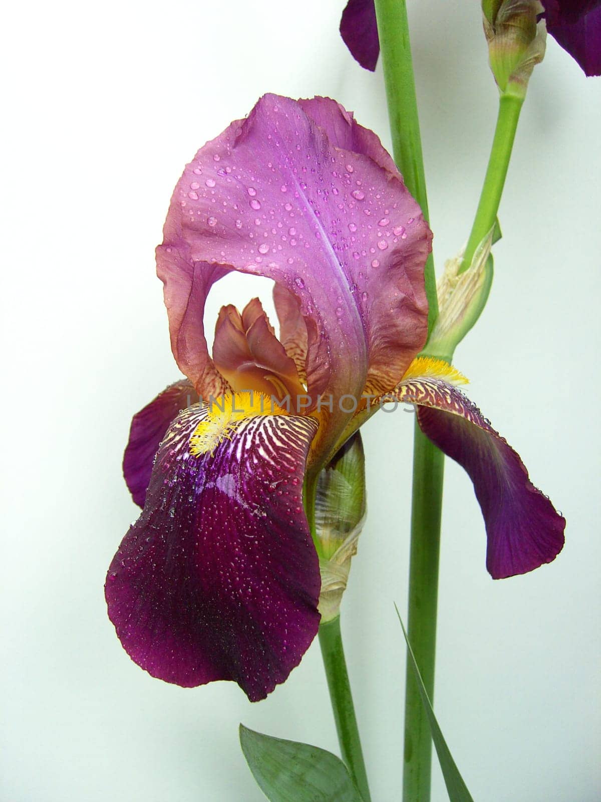 Iris15