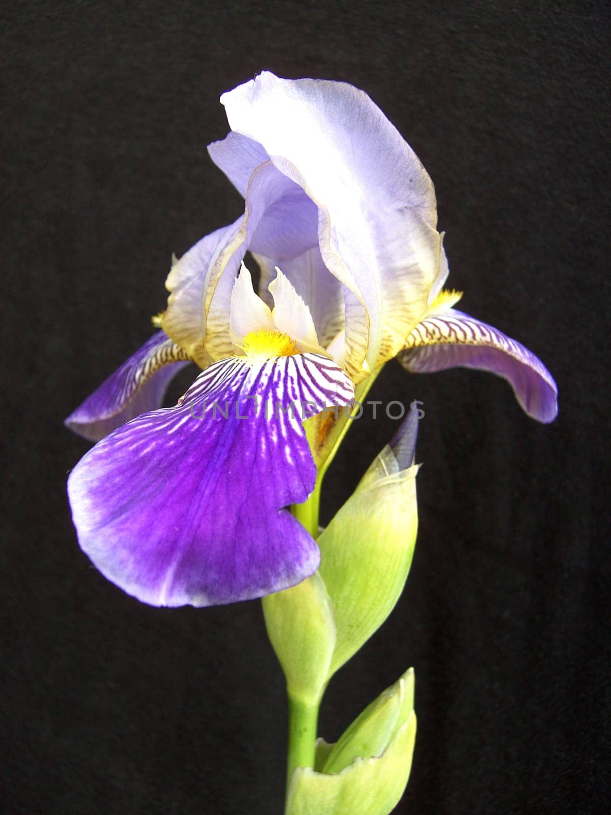 Iris 07