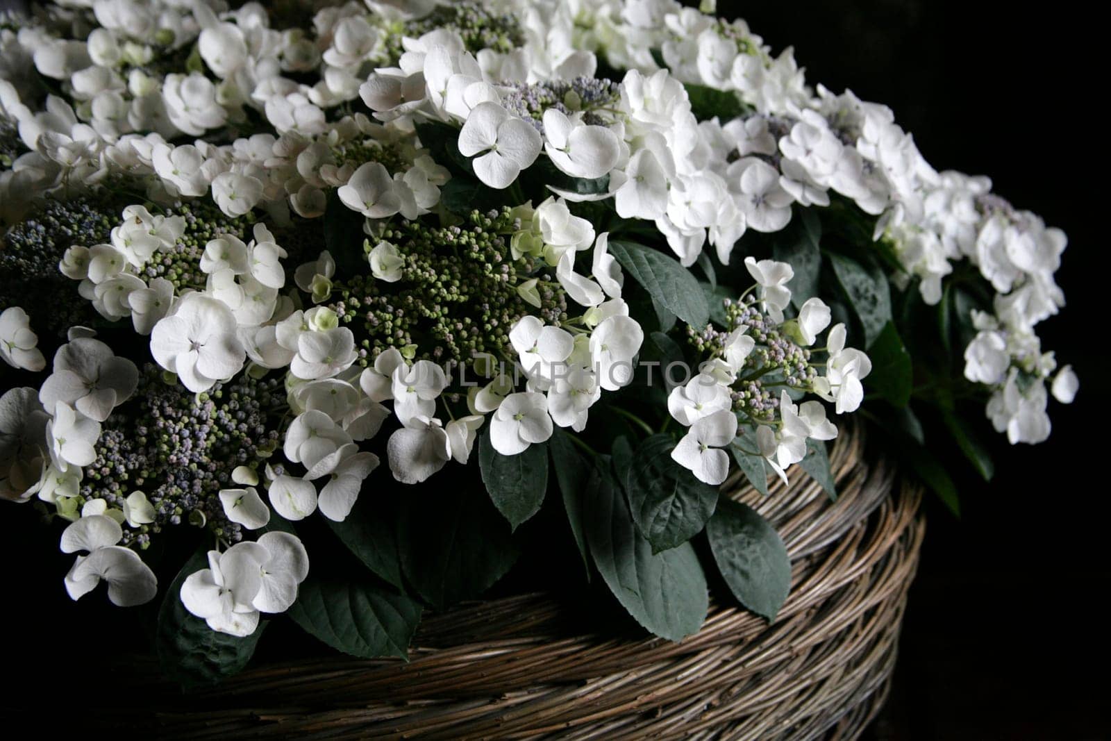 Plate hydrangea