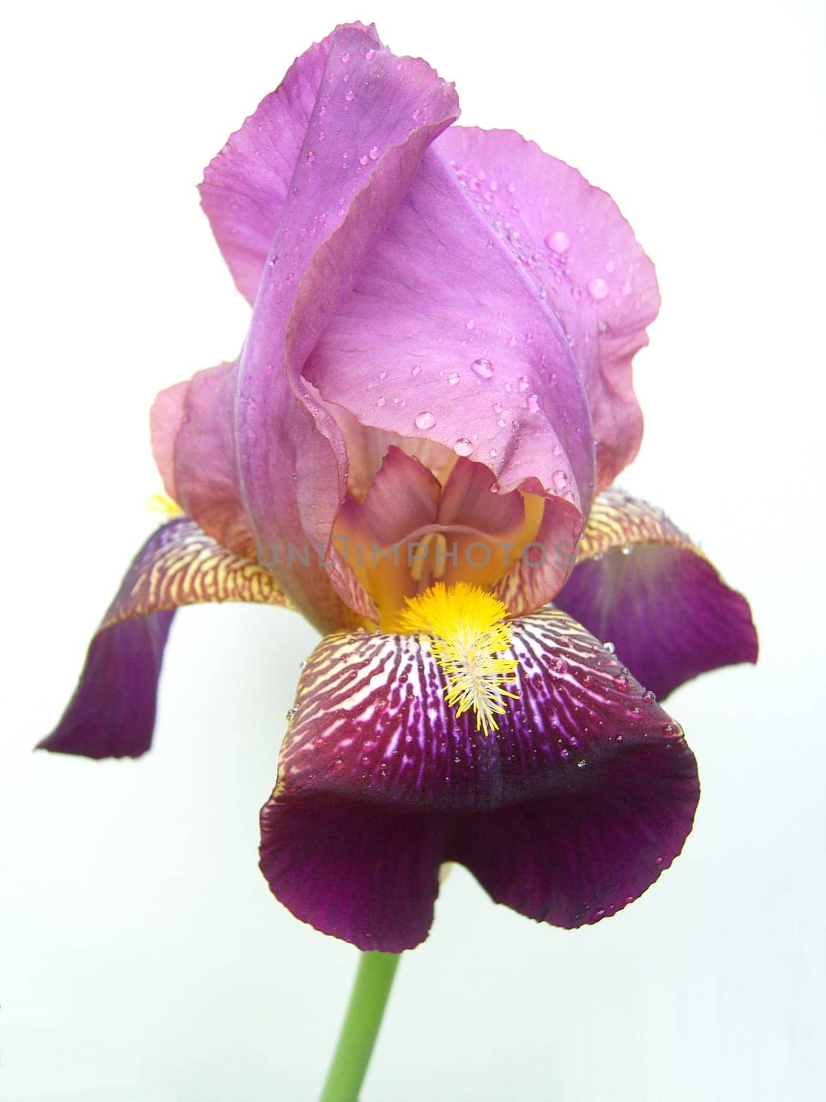 Iris 17