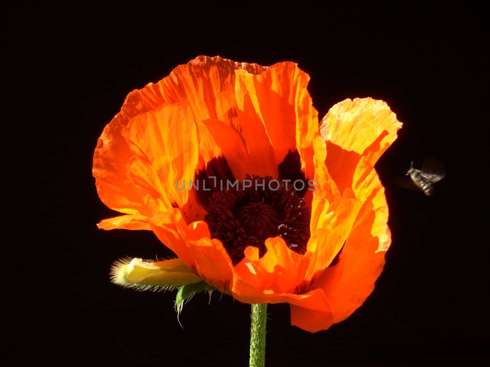Turkish Poppy 12
