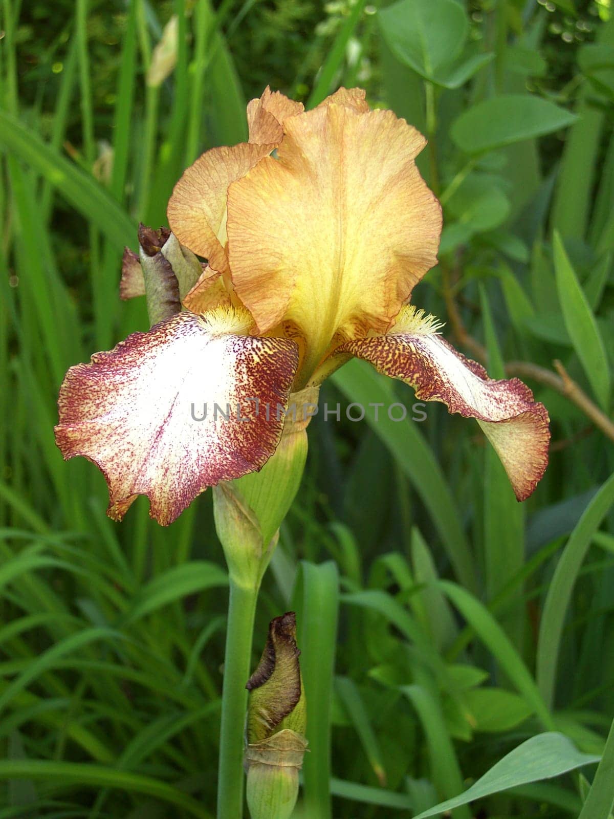 Iris 28