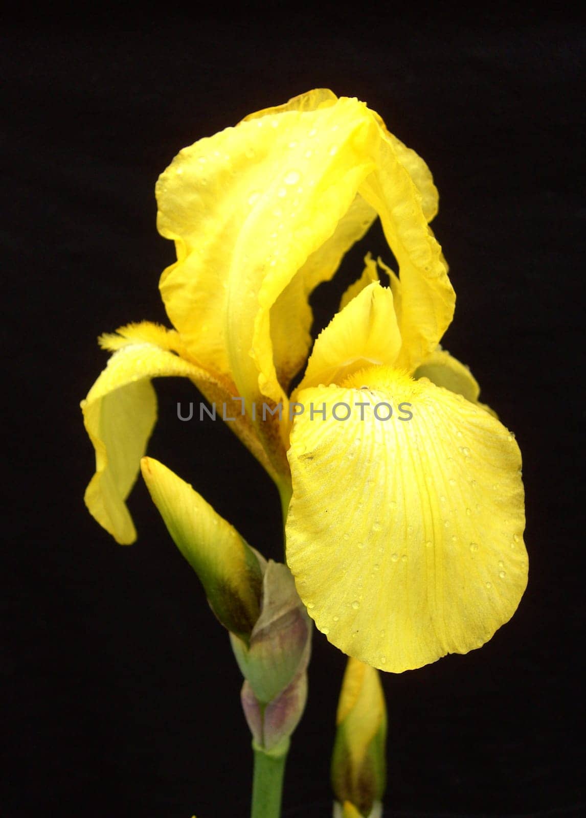 Iris 20