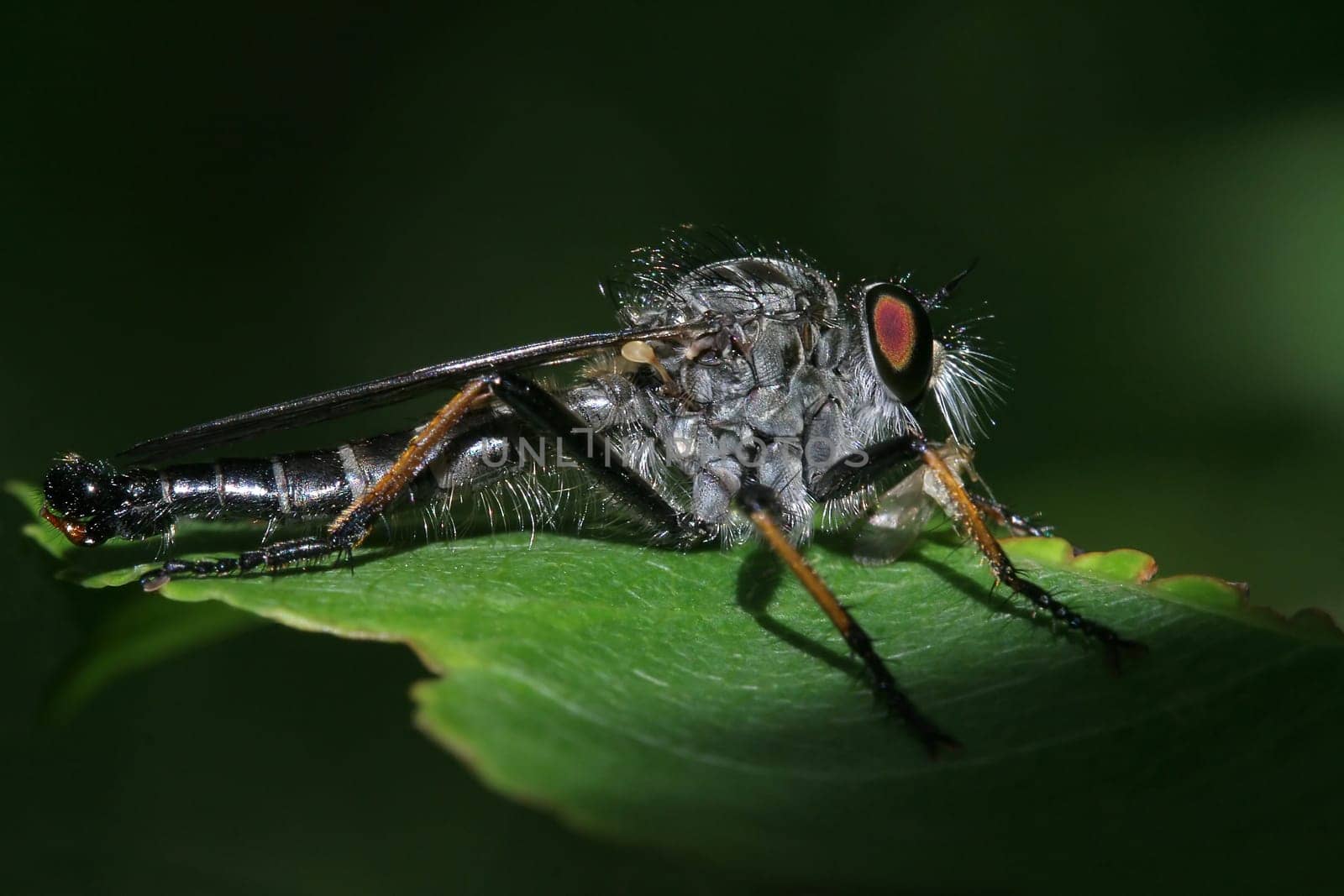 Predatory fly