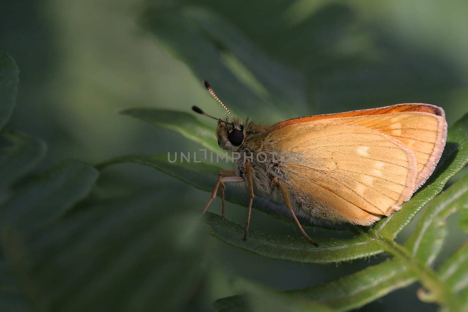 Skipper