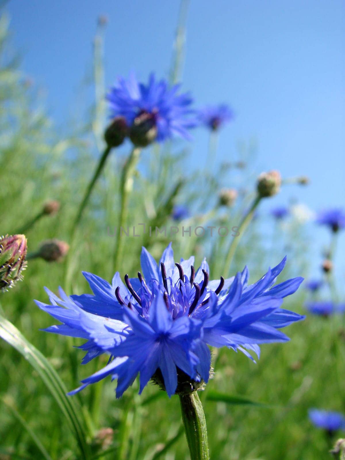 Cornflowers