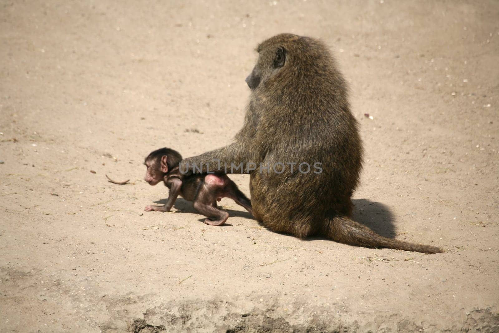 Anubis baboons