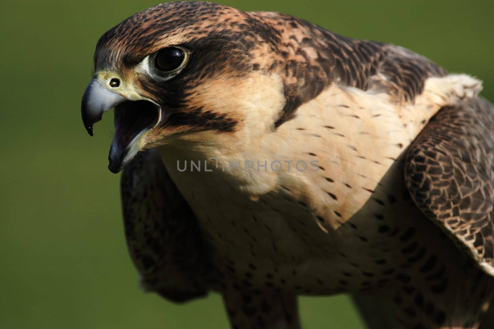 Peregrine falcon