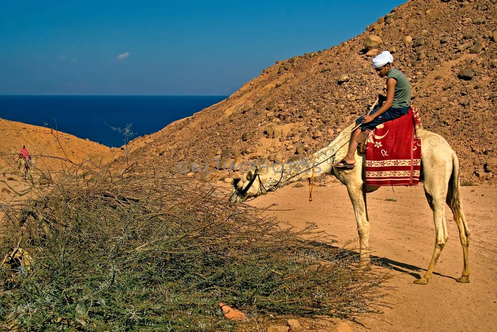 Camels also have to eat