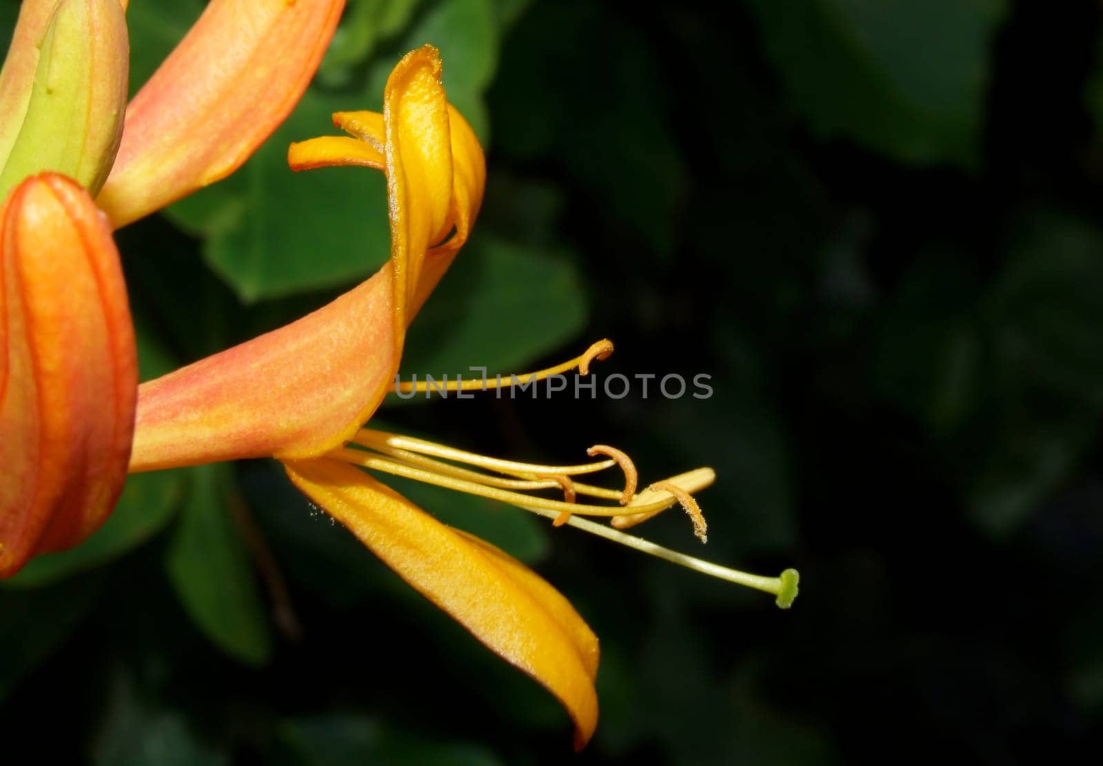 with their stamens