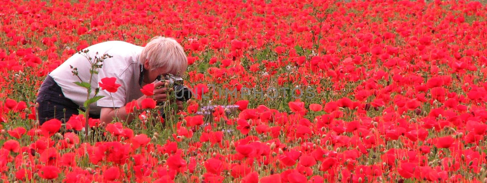 Today makandy and rolli-ro came from Berlin,and what did they want to see? Our poppy field.... Precursor of the user meeting from tomorrow with Winni in Münster - Billerbeck