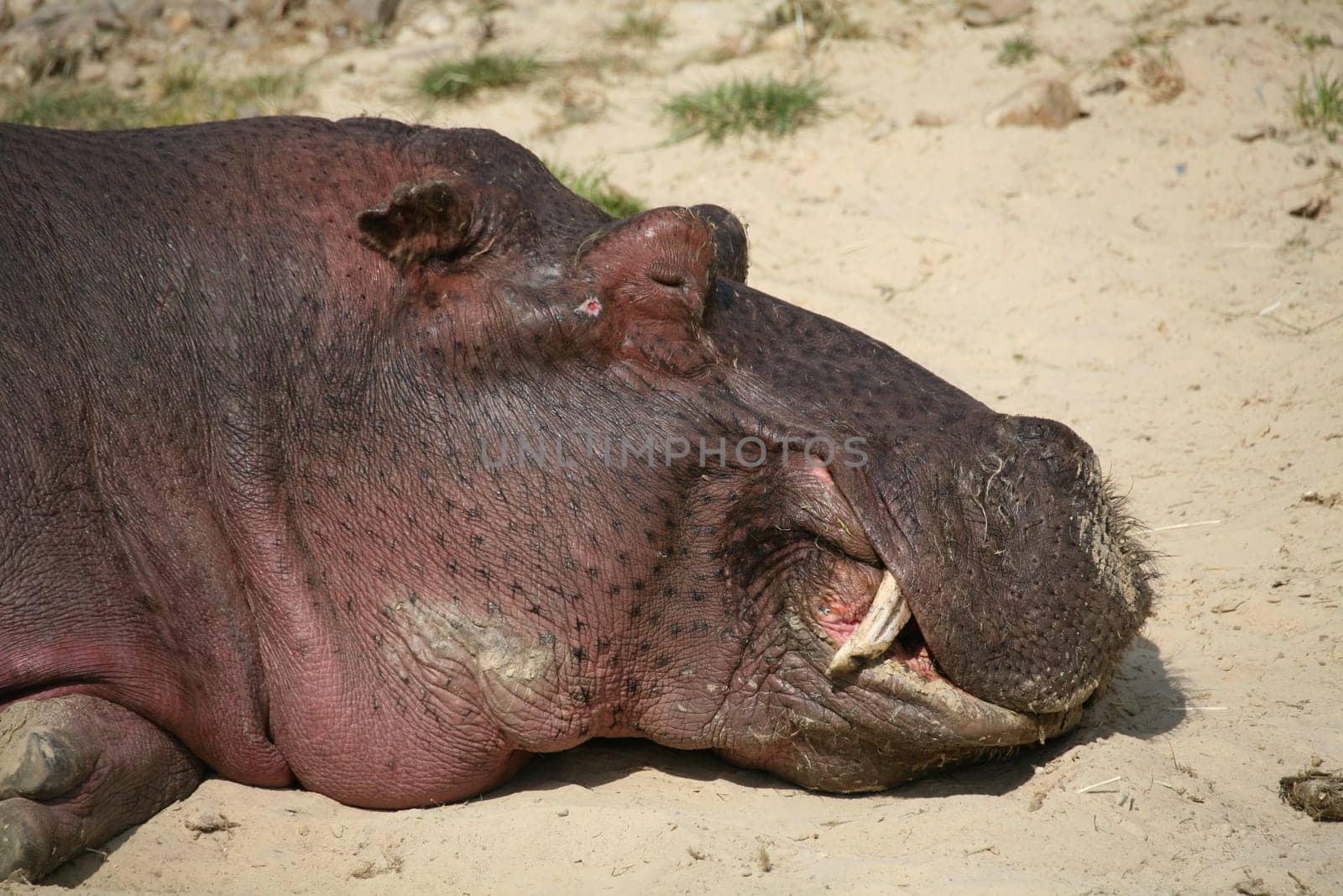 Dozing on land