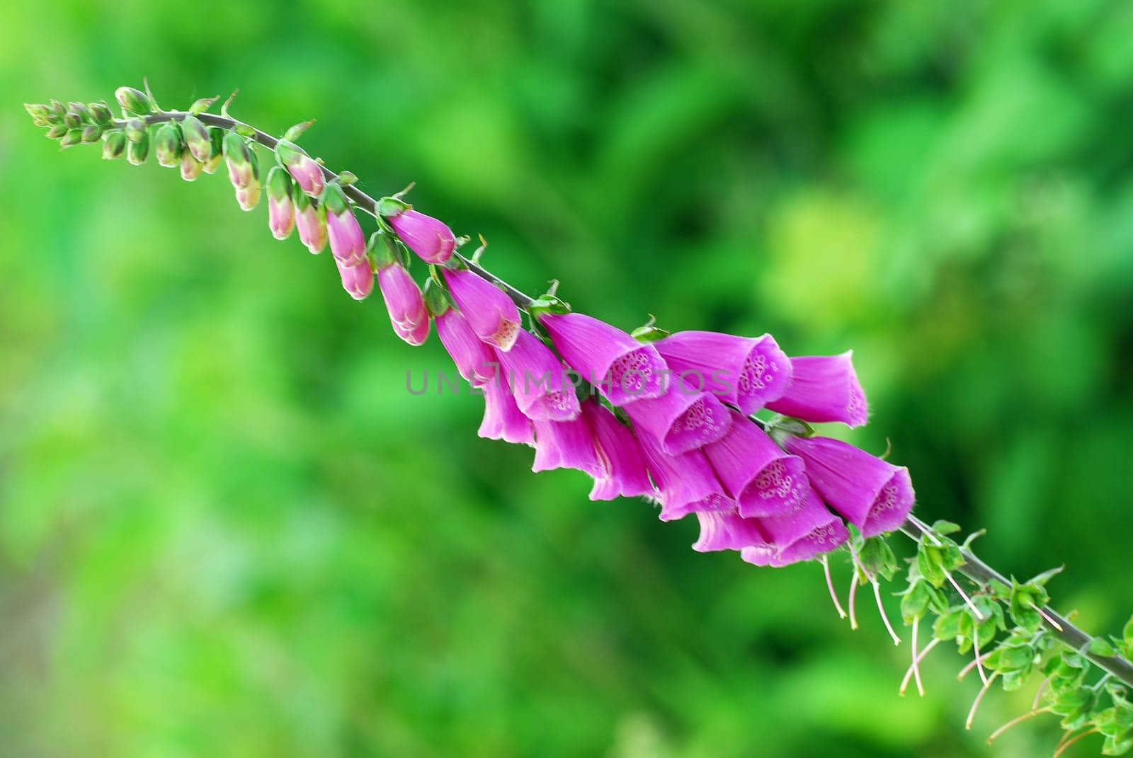 Digitalis purpurea