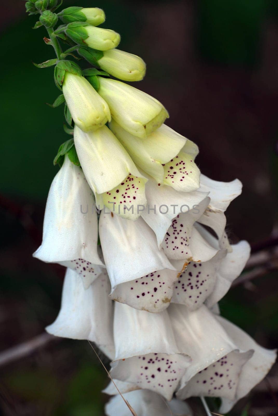 white foxglove