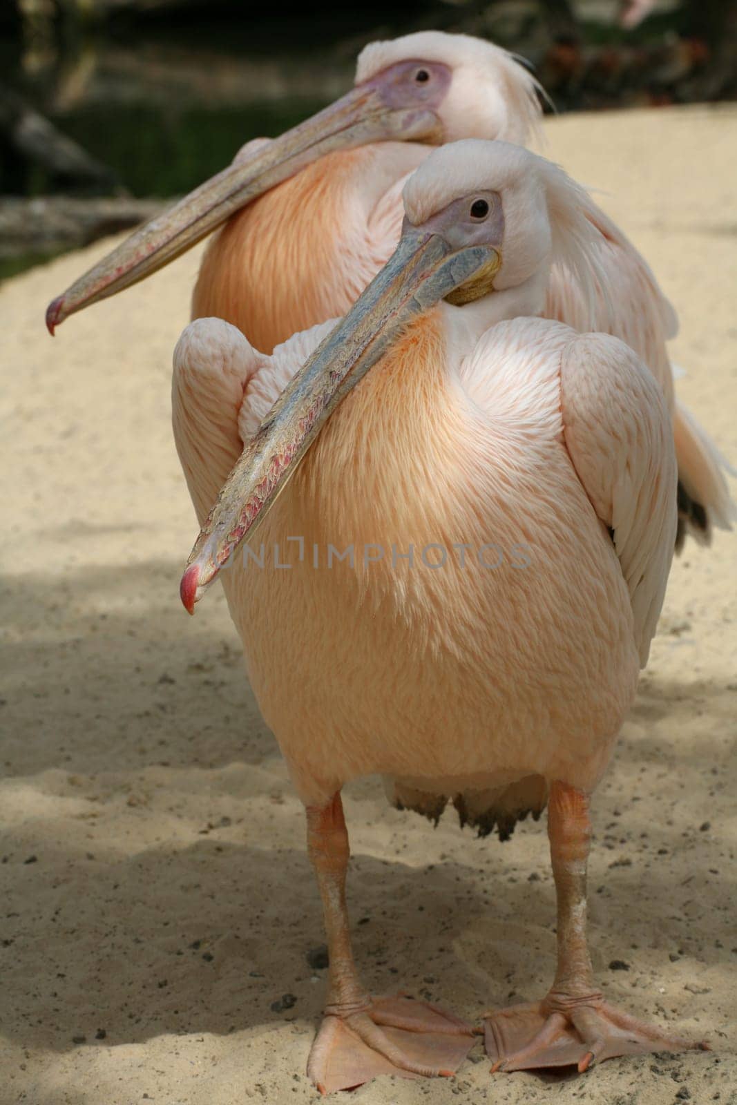 Pelecanus onocrotalus