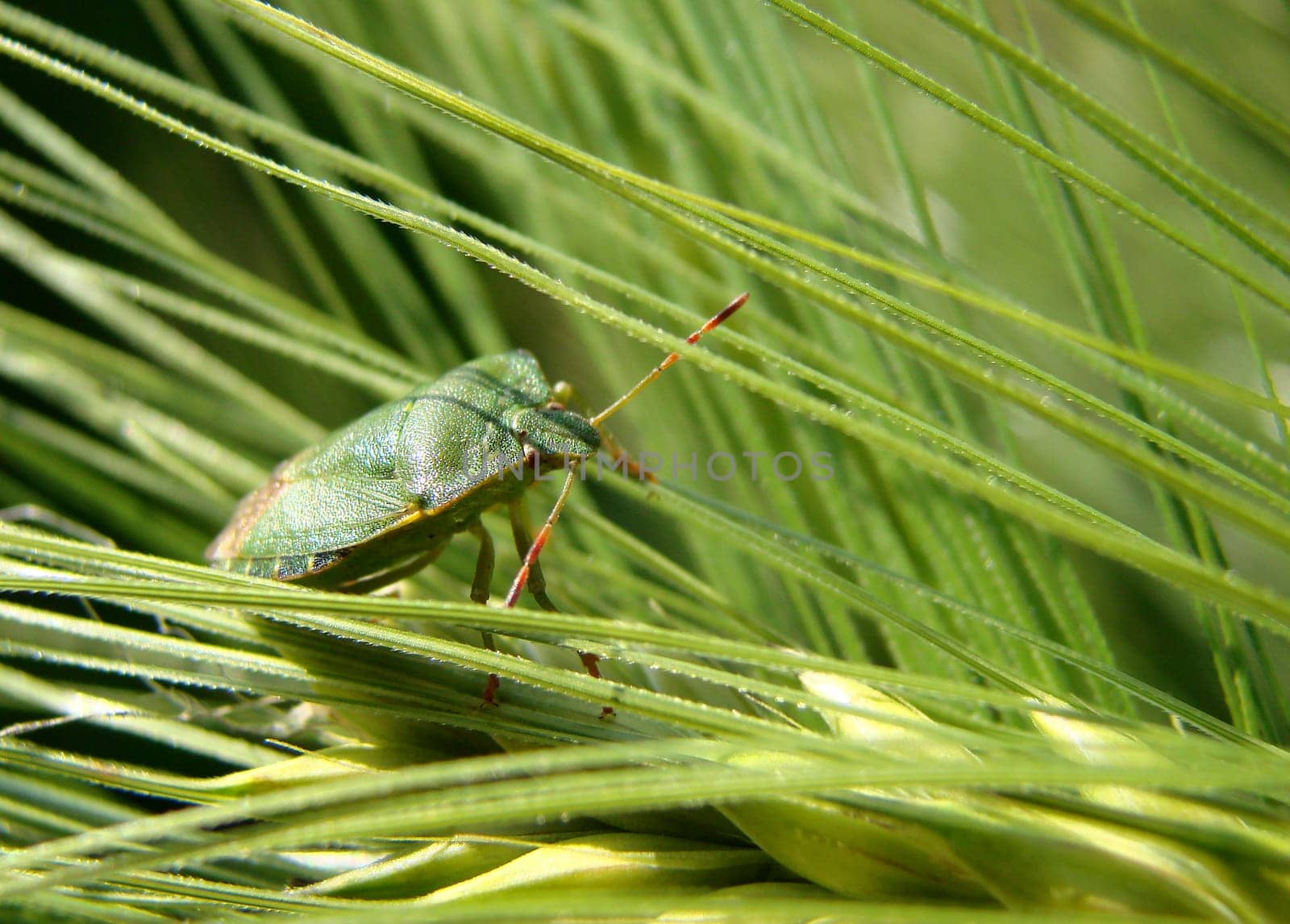 green shield bug