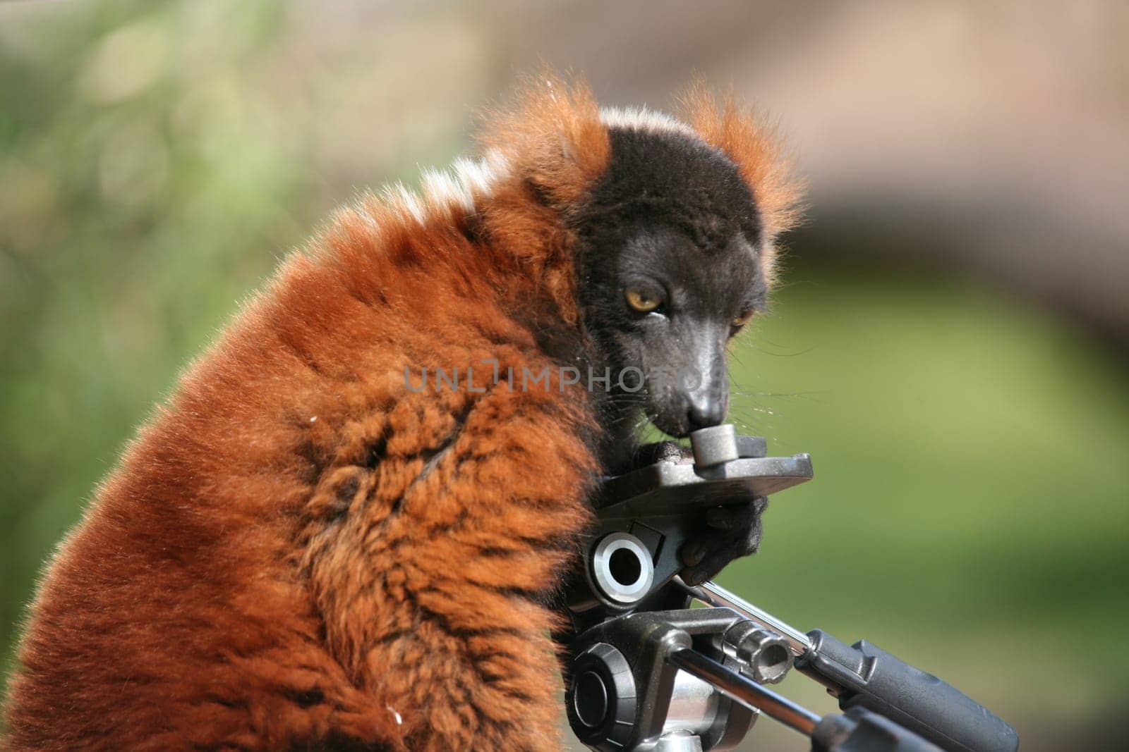 Curious lemur on a camera tripod
