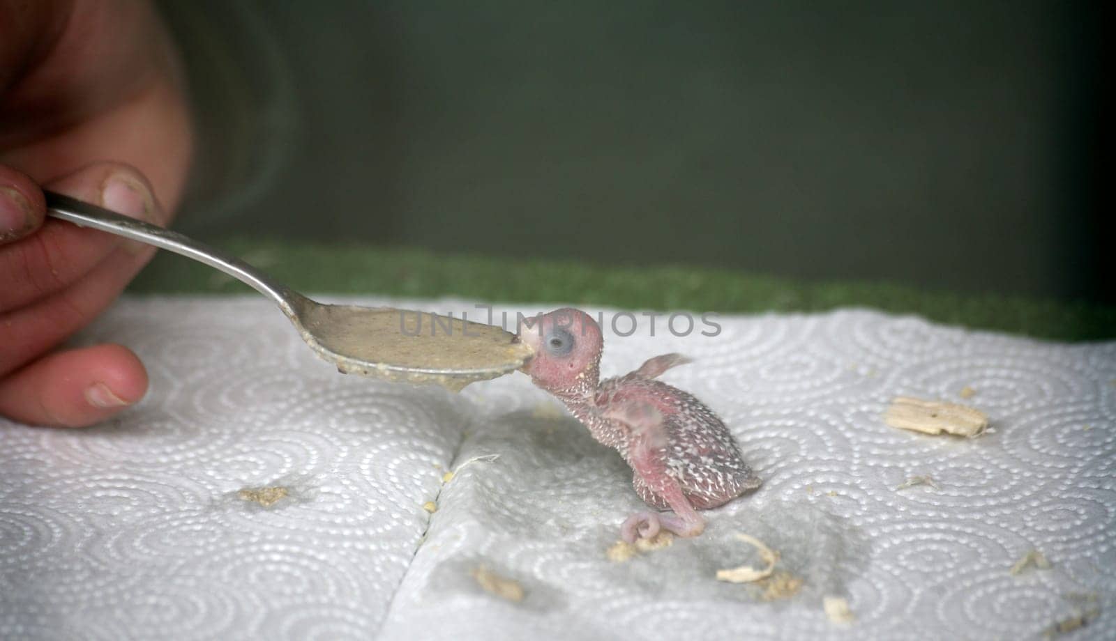Budgie chicks in feeding