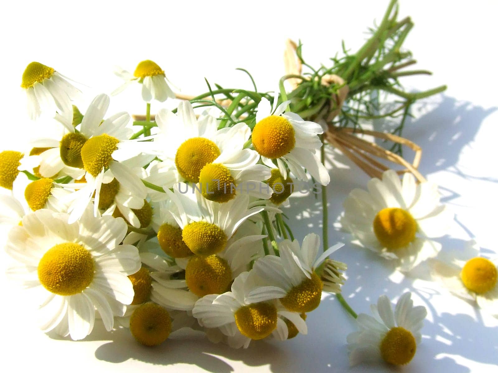 Chamomile bouquet