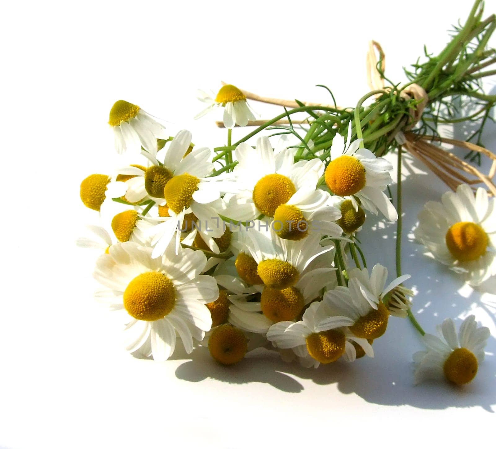 Camomile