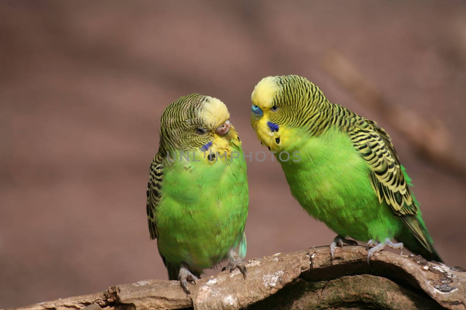 In a large aviary