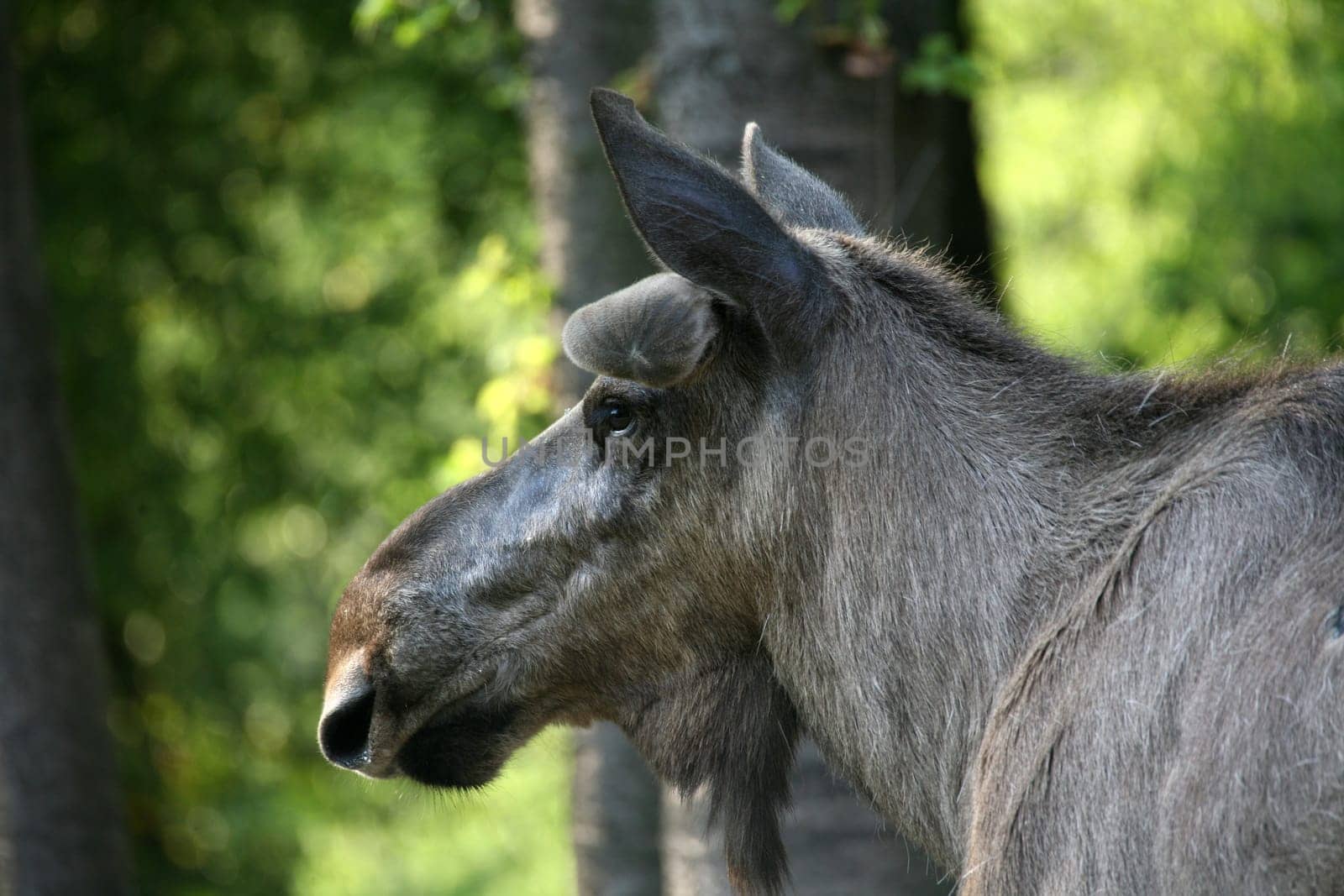 Elk