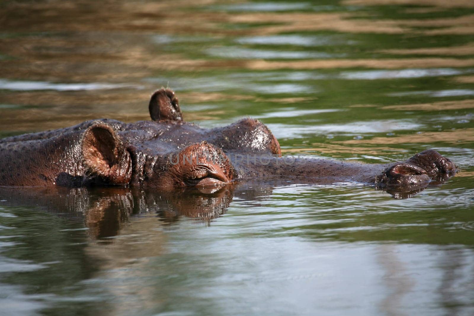 Hippopotamus