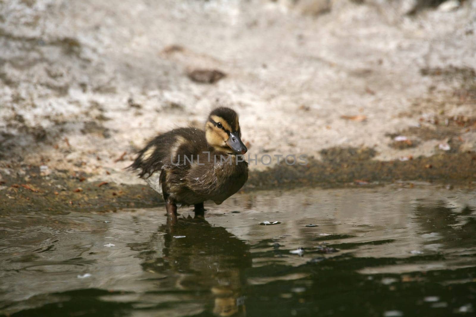 Duckling