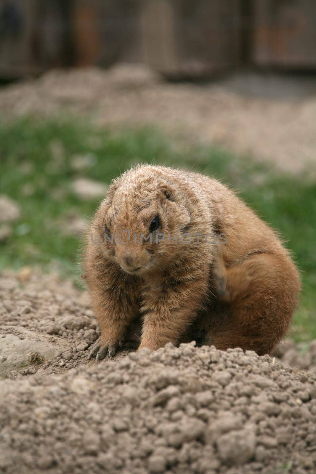 Cynomys ludovicianus