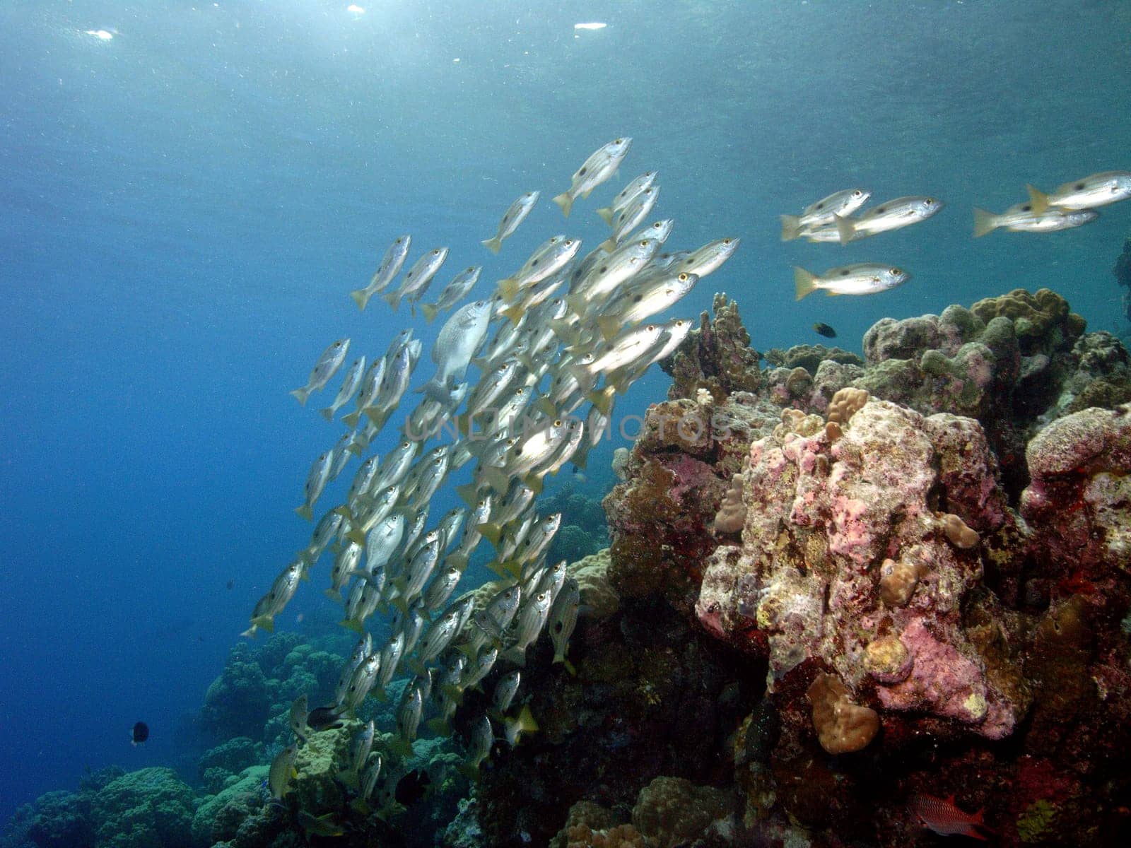 Snapper on a coral block. Recorded in Indonesia.
