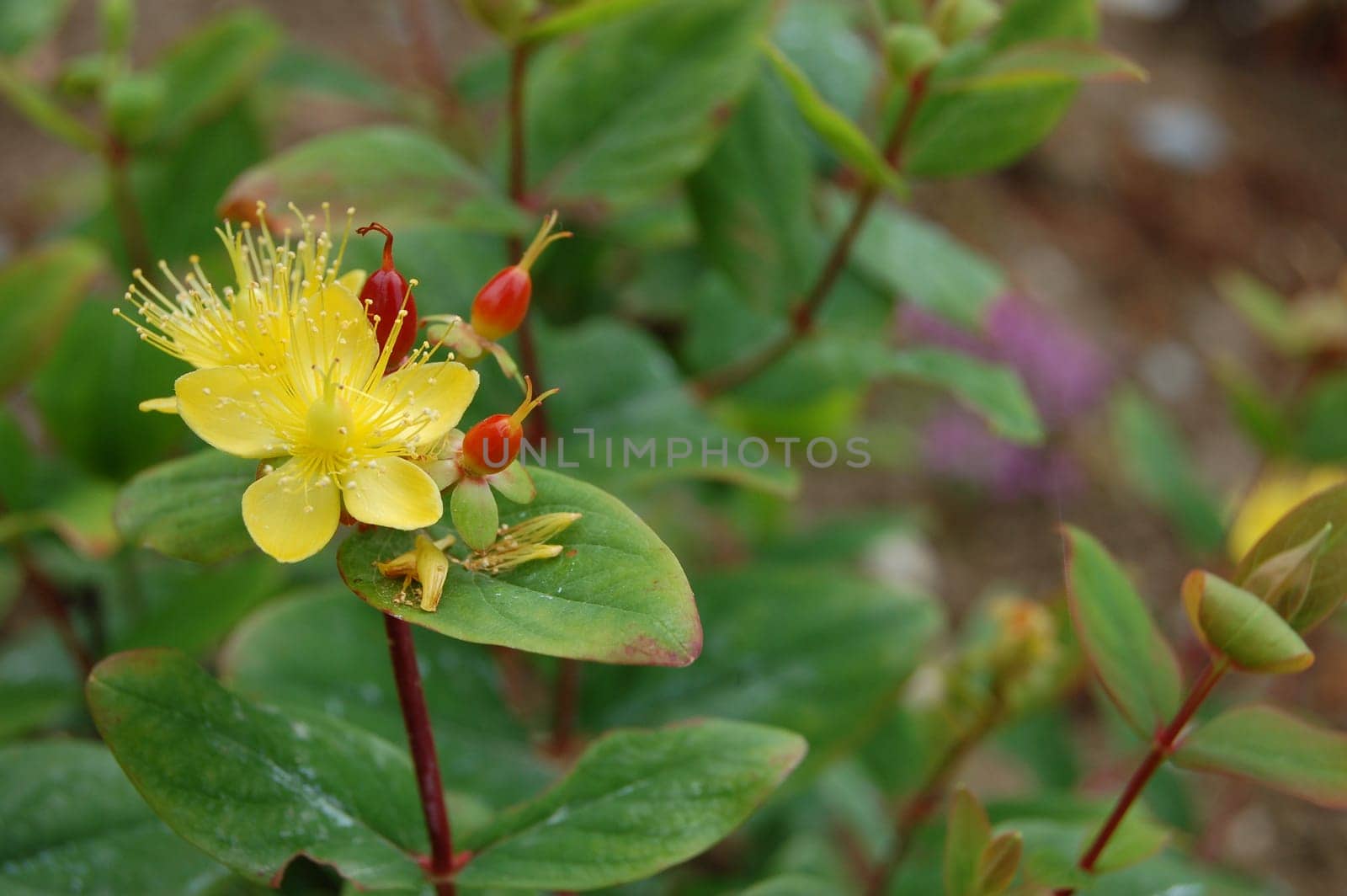 Hypericum inodorum Orange Flair